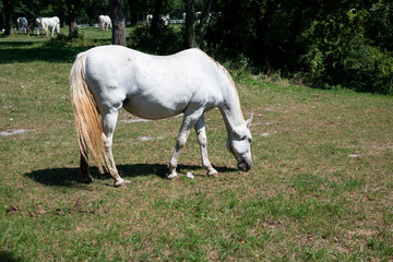 the white horses of Lipica