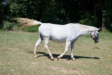the white horses of Lipica