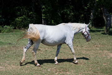 the white horses of Lipica
