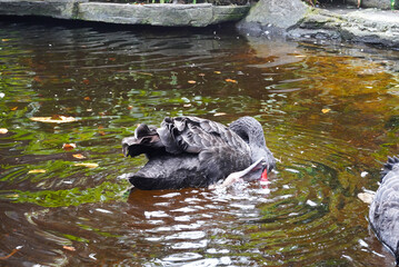 Black Swan Preening in a Serene Pond: A Captivating Wildlife Moment