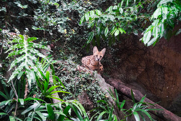 Serengeti Serval Cat in Lush Jungle Habitat: Wild feline amidst vibrant greenery,  a captivating moment of nature's beauty