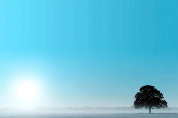 photorealistic ultraminimalist representation of clear morning sky featuring solitary tree silhouetted against
