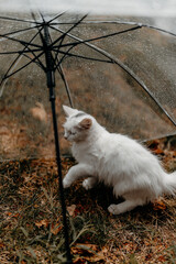 Fluffy white cat under a clear umbrella surrounded by fallen autumn leaves, cozy rainy atmosphere.