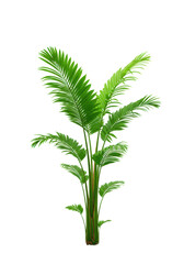 Fototapeta premium Young vibrant green palm tree reaching skyward from lush grass on a transparent background, high-key studio shot, concept of sustainable growth and future potential