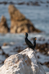 Pretty Bird in South Africa – Exotic Wildlife Portrait
