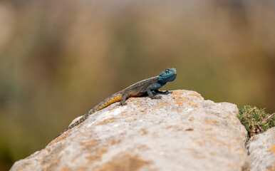 Blue and Orange Lizard in South Africa – Vibrant Reptile Wildlife (Agama atra)
