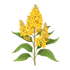 Elegant Goldenrod Blossom Arrangement Isolated Botanical Illustration Decorative Yellow Flowers Green Leaves Stem Black Background