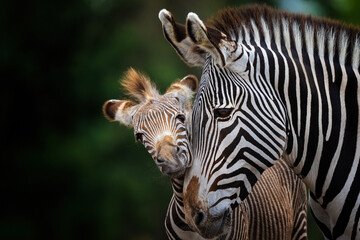 Grant zebra with foal