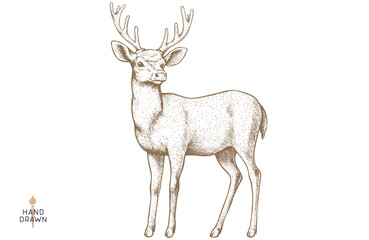 Deer. Hand drawn deer, stag, buck. Vintage retro print, black white deer, stag, buck, sketch ink pencil style drawing, engrave. Sketch artwork silhouette head deer, stag, buck. Vector Illustration