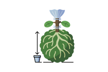 Stylized plant growth cycle illustration isolated on transparent background
