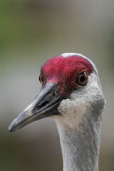 Sandhill crane (Antigone canadensis) in British Columbia, Canada during daytime.
