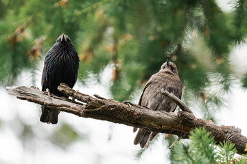 Female and male common starling (Sturnus vulgaris) in British Columbia, Canada. Common starling couple.