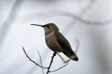 Rufous hummingbird (Selasphorus rufus) in British Columbia.