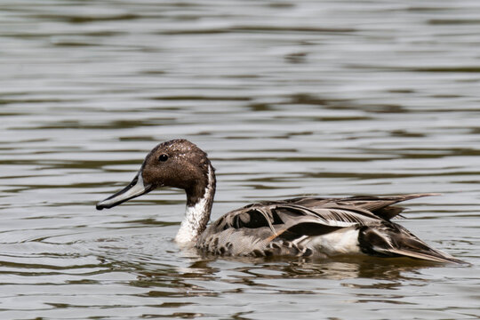 Pintail or northern pintail (Anas acuta) swimming in a lake.