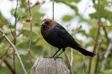 Adult male brown-headed cowbird (Molothrus ater)