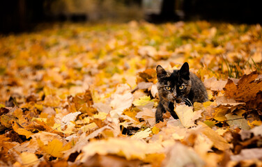 Cat in the park under yellow leaves
