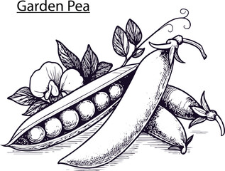 Garden Pea Hand Drawn Vector Illustration – Vintage Botanical Pea Pod Sketch