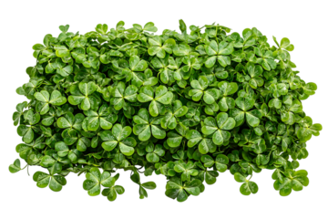 Abundance of lush green four leaf clovers on transparent PNG isolated background