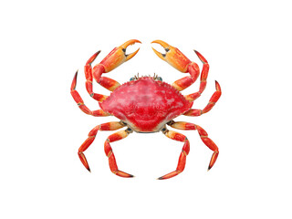 Vibrant red sea crab showcasing its unique features and natural beauty
