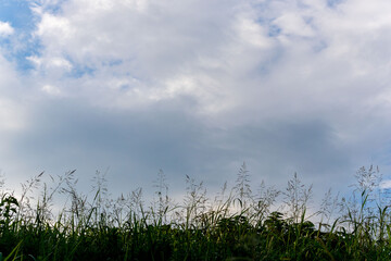夏の空　夕方の空と雲と夏草のシルエット04