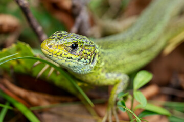 Close-up image of a European green lizard (Lacerta viridis) in the undergrowth of a Slovenian forest.
