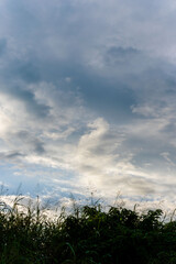 夏の空　夕方の空と雲と夏草のシルエット05