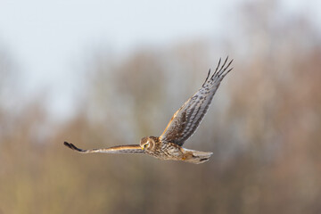 Harrier