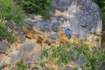 blue heron on the rock