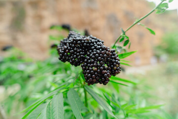 Ripe elderberries growing on branch in summer garden