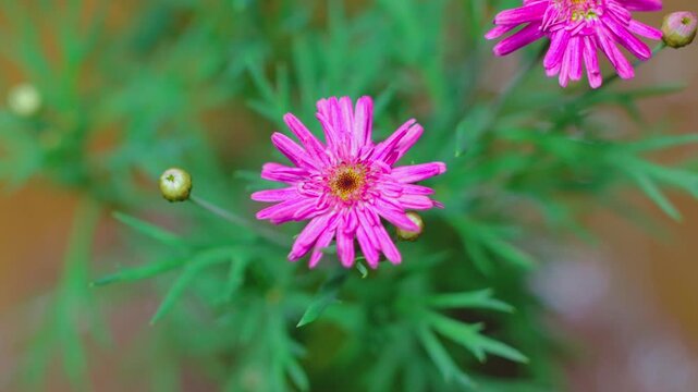 Timelapse, Pink / light purple flower blooming, 16/9 version. With hints of sunlight touching it every now and then. 
Pink clara curtis chrysanthemum mum 