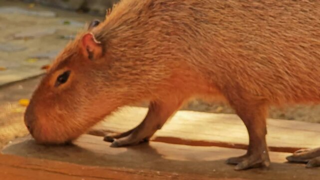 A cute capybara walks and eat. Soft focus.