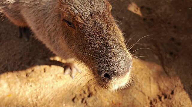 A cute capybara walks and eat.