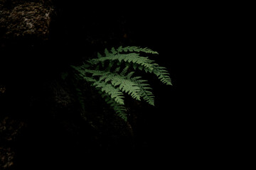 A vibrant green fern leaf stands out against a dark background, showcasing its intricate fronds and natural beauty. Ideal for themes of nature and tranquility.