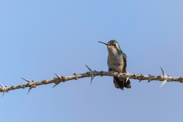 Blue -tailed Emerald