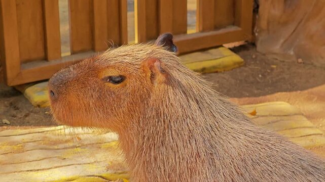 A cute capybara walks and eat.