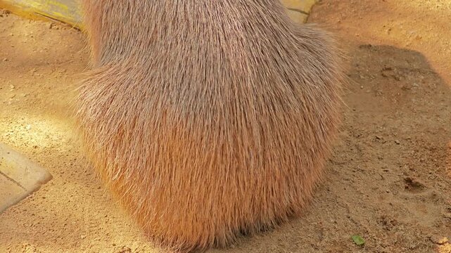 A cute butt of capybara.