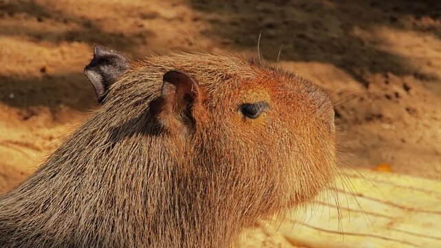 A cute capybara walks and eat.
