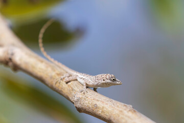 lizard on a tree
