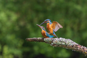 Common Kingfisher