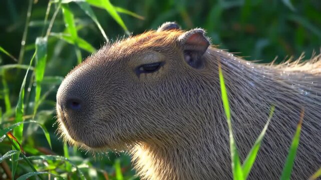 Portrait of a capybara resting in tall green grass on a sunny day
