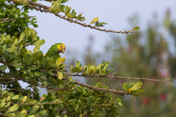 Yellow-shouldered Amazon