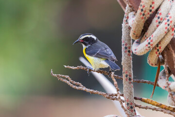 Bananaquit