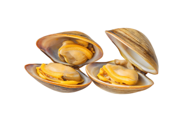 Two cooked open dog clams ready for serving
