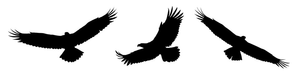 Flying eagle silhouette  set - vector illustration