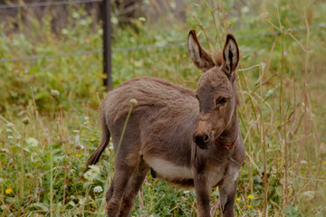 Fototapeta premium A young brown moose calf stands in a grassy field. The environment is lush with green plants and wildflowers, typical of the Caucasus region.