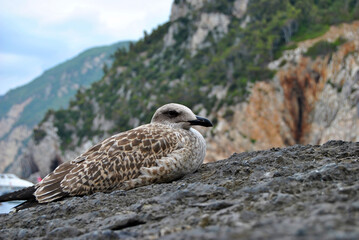 Obraz premium Seagull resting on a rock with coastal shrubs in the background