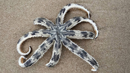 A fascinating starfish adorned with snake-like patterns, perfect for International Cephalopod Awareness Days and Earth Day celebrations