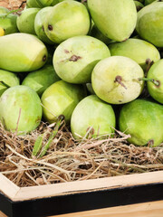 A rustic basket brims with verdant mangoes, whispering of Caribbean harvest festivals and the joyous Indian Utsav
