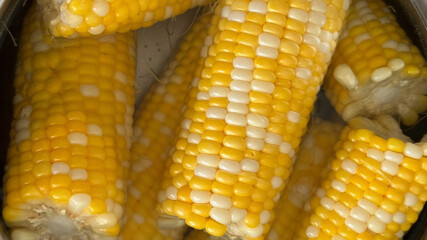 Golden corn cobs glisten enticingly, evoking Midsummer Harvest Festival and Lammas ancient rituals with sunlit kernels of vitality