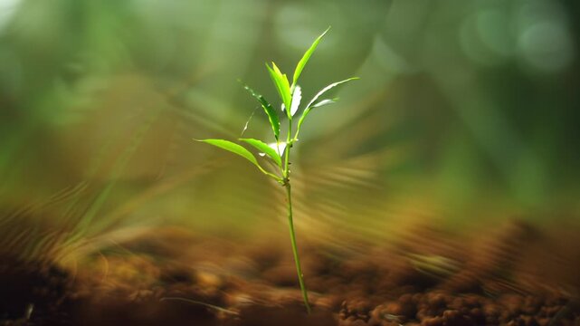 Young tree sapling with a soft, blurred background